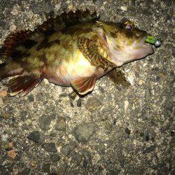 噂のメバル求めて