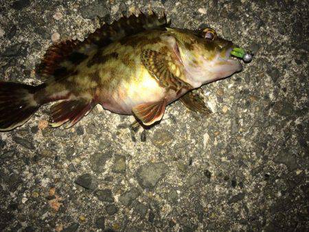 噂のメバル求めて