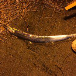 タチウオ⤵︎根魚↑