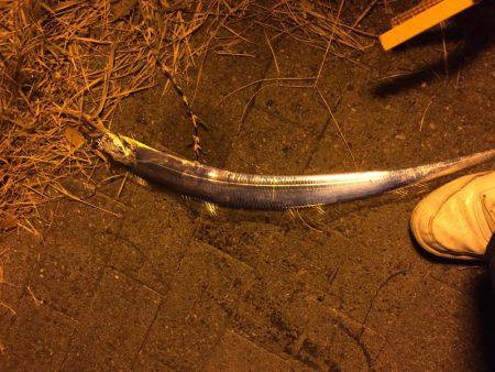 タチウオ⤵︎根魚↑