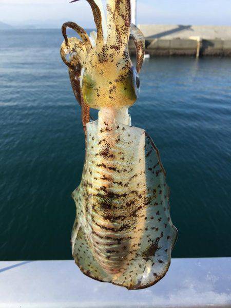 アジングとエギング