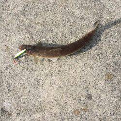 サゴシ累計51本目