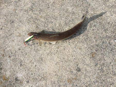 サゴシ累計51本目