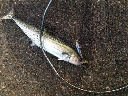 サゴシ累計54本目