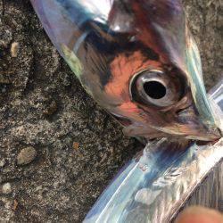 自分を食ったらアカンよ！