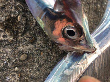 自分を食ったらアカンよ！