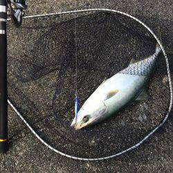 今年初のハマチ