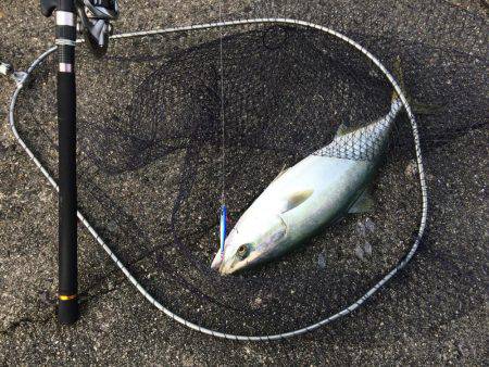 今年初のハマチ