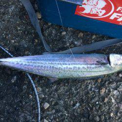 サゴシ累計56本目