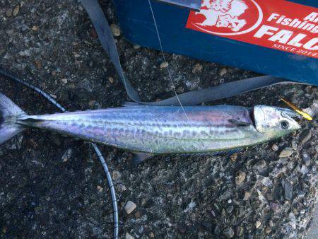 サゴシ累計56本目