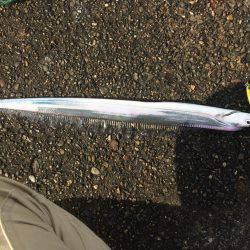 太刀魚は底にいるよー