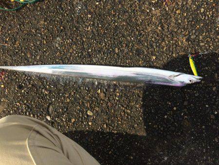 太刀魚は底にいるよー