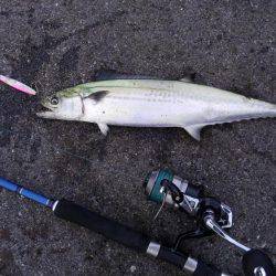 やっと釣れたー