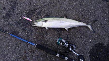 やっと釣れたー