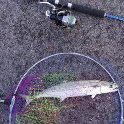 朝だけ短時間釣行