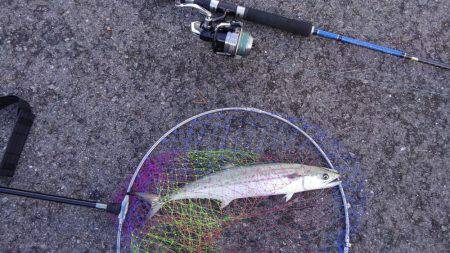 朝だけ短時間釣行