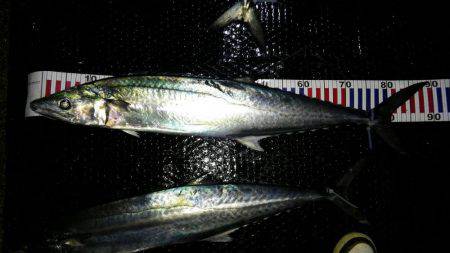 初めてのジギング船