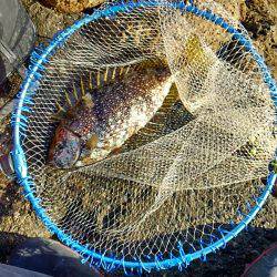 グレはいずこ？