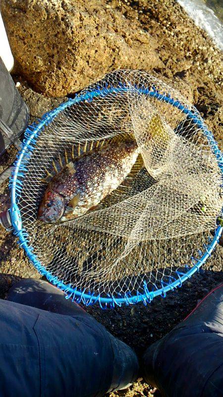 グレはいずこ？