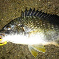 いい釣り納めになりました♪