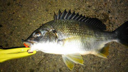 いい釣り納めになりました♪