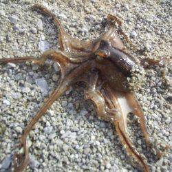 まだキスいました