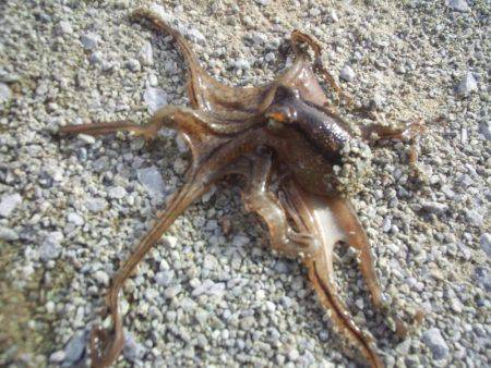 まだキスいました