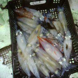 尾鷲でイカメタル