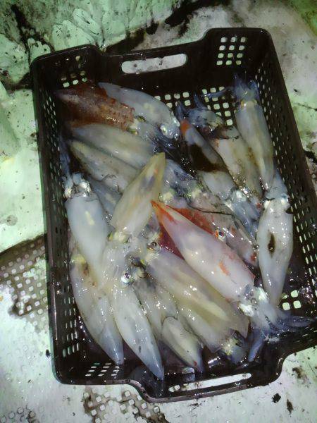 尾鷲でイカメタル