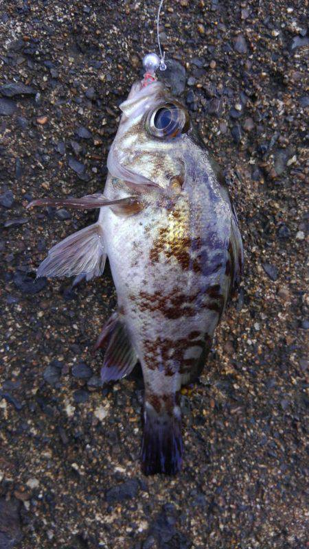 ミップル様周辺にて(笑)。