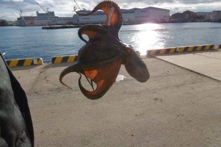 クラーケン！でいいですか？