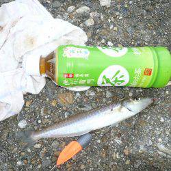 二見人工島で落ちギス爆釣