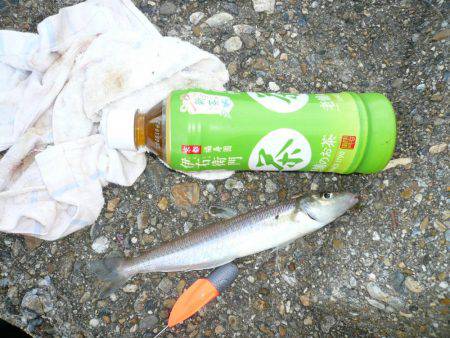 二見人工島で落ちギス爆釣