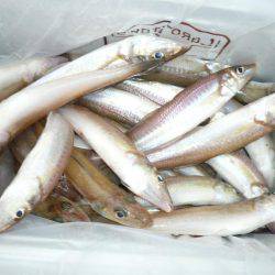 まだ釣れる二見人工島のキス