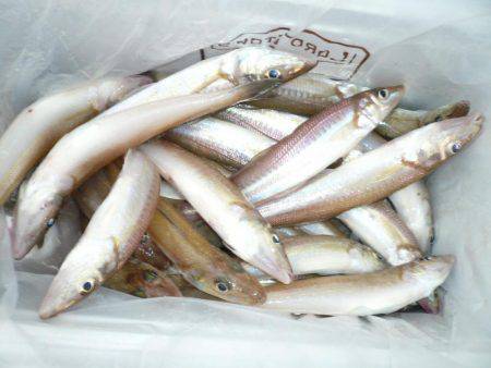 まだ釣れる二見人工島のキス