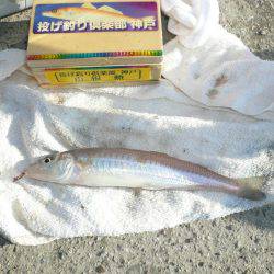 激渋の都志漁港で、まずまずの釣果でした