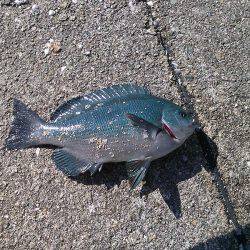 メジナ3枚ゲット!