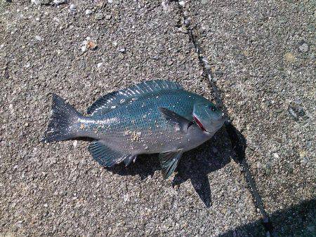 メジナ3枚ゲット!