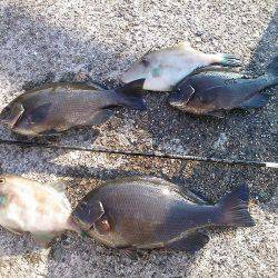 メジナ27cmゲット!