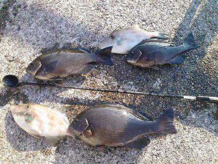 メジナ27cmゲット!