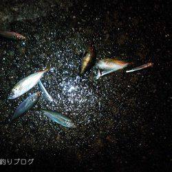 今年最後の小アジ釣り