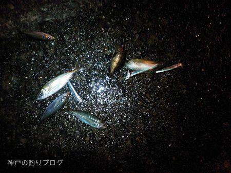 今年最後の小アジ釣り