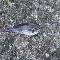 スズメダイの猛攻！