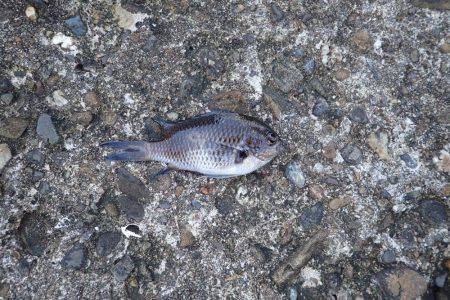 スズメダイの猛攻！