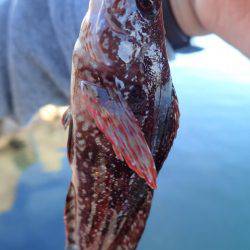 アジング絶好調！