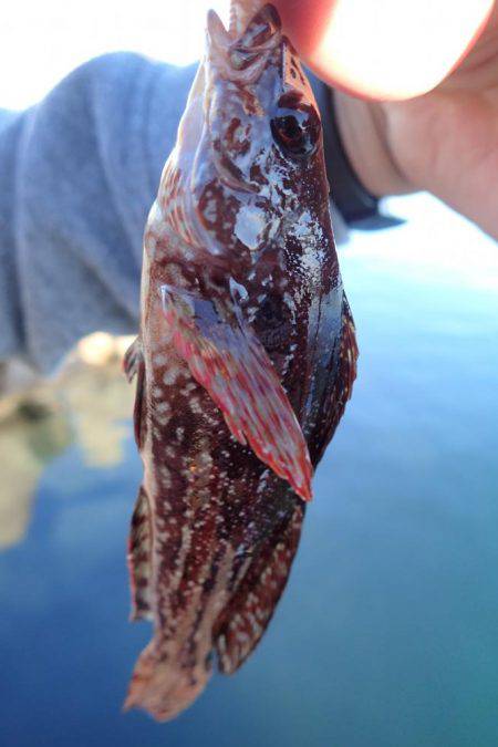 アジング絶好調！