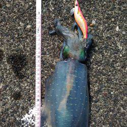 本命には出会えず