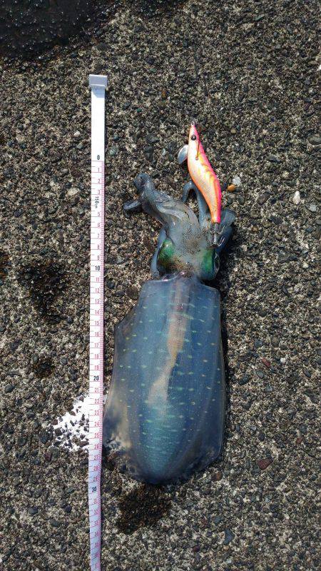 本命には出会えず