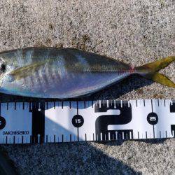 初の神戸沖堤で大アジゲット！