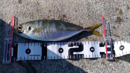 初の神戸沖堤で大アジゲット！